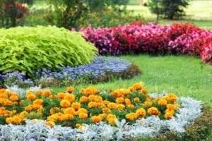 how to add seasonal color to your landscape with annuals or perennials