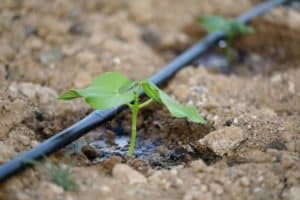 drip irrigation waters a seedling