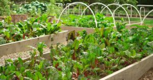 lawn vegetable garden